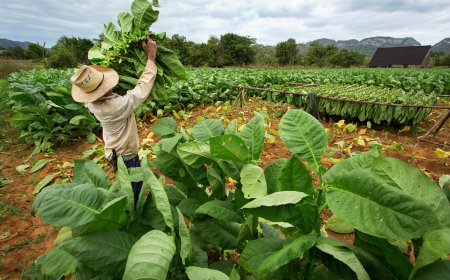 The Tobacco Research Board (TRB)’s Commemorates 75th Anniversary Seed and Varieties Anniversary   