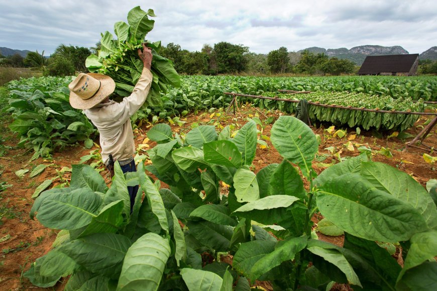 The Tobacco Research Board (TRB)’s Commemorates 75th Anniversary Seed and Varieties Anniversary