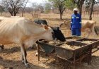 Zimbabwe's Livestock Revolution: A Deep Dive into a Nation's Priorities