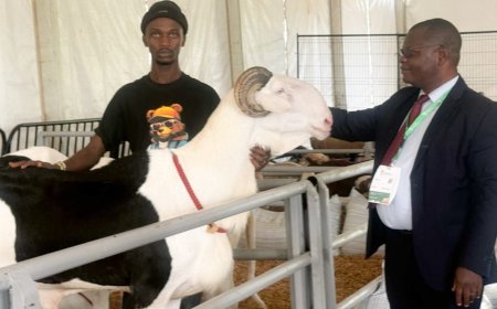 Zimbabwe Champions Livestock as Cornerstone of Africa’s Food Systems at Dakar Forum