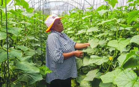 From GIS to Growth – Empowering Matabeleland South with Data