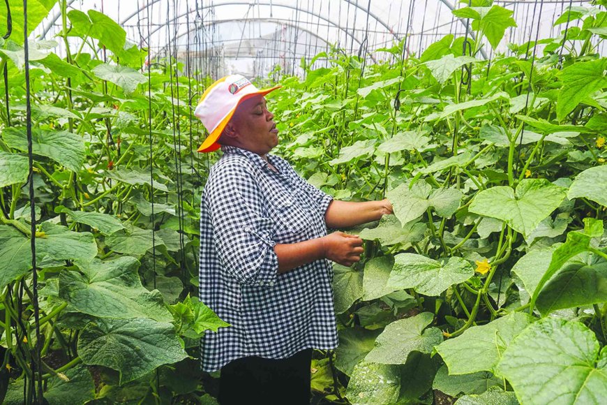 From GIS to Growth – Empowering Matabeleland South with Data