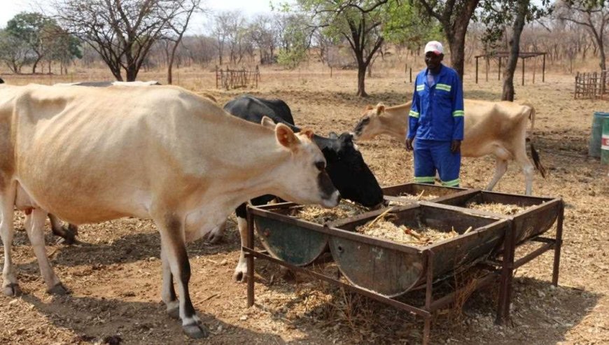 Zimbabwe's Livestock Revolution: A Deep Dive into a Nation's Priorities