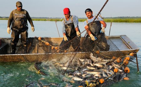 Inaugural Ministerial Meeting of the Sectoral Committee on Fisheries and Aquaculture Strengthens Africa's Policy Voice in Blue Economy Governance