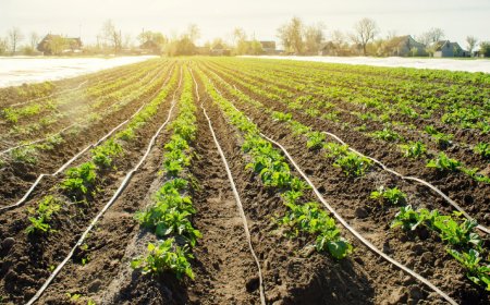 The Cluster Catalyst: How Zimbabwe's SACP is Redefining Smallholder Farming