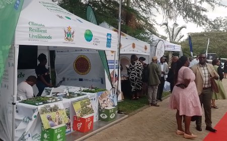 UNDP Spurs Rural Economic Engine: Village Business Units Drive Income and Resilience