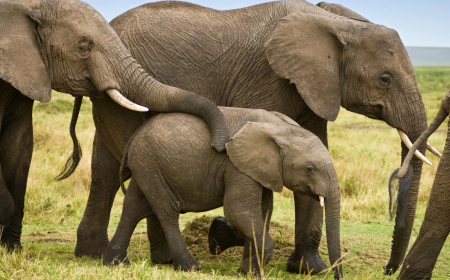 Zimbabwe's Green Investment: UNDP's GEF-6 Project Fights for the Zambezi's Future