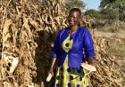 From Fragility to Resilience: Zimbabwe’s Stakeholders Shape the Future of Agriculture”