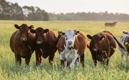 BVI Activates Emergency Response to SADC Foot and Mouth Disease Crisis, Deploys Technical Assets