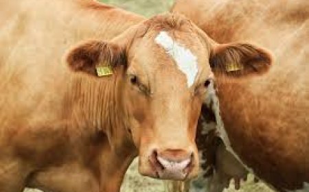 FMD Outbreak Confirmed in Zimbabwe’s Mangwe District; Severe Economic Repercussions Anticipated