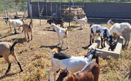 Zimbabwe’s Climate Action Window: A New Dawn for Resilient Agriculture