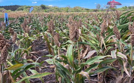 Zimbabwe Launches US$9.4 Million Tech-Driven Resilient Agriculture Cluster Project (RACP) to Combat Climate Shocks