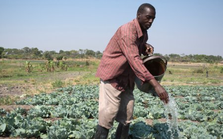 Zimbabwe’s Climate Action Window: A Stakeholder-Driven Leap Toward Resilient Agriculture