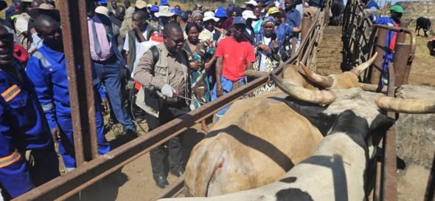 Zimbabwe Tightens Grip on Foot-and-Mouth Disease Outbreak   