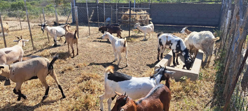 Zimbabwe’s Climate Action Window: A New Dawn for Resilient Agriculture