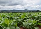 Beyond the Auction: Why Zimbabwe’s 2026 Tobacco Season Demands the Same Accountability as Carbon Markets