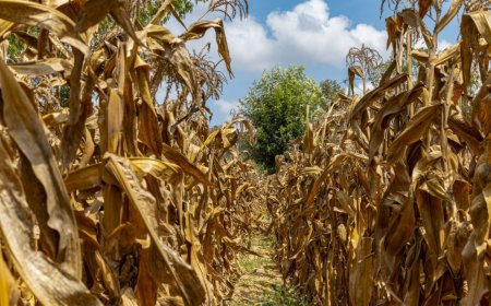 Power, Money, and Mandates: How Zimbabwe’s Climate Governance Framework is Reshaping National Policy