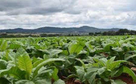 Beyond the Auction: Why Zimbabwe’s 2026 Tobacco Season Demands the Same Accountability as Carbon Markets
