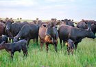 GLOSTA Sciences Management Introduce Turnkey Livestock Management Technologies