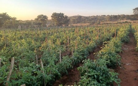 Small Enterprise Development and Finance Agency (SEDFA) backs Africa’s next generation of digital businesses at Converge Africa 2026