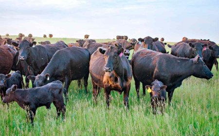 GLOSTA Sciences Management Introduce Turnkey Livestock Management Technologies