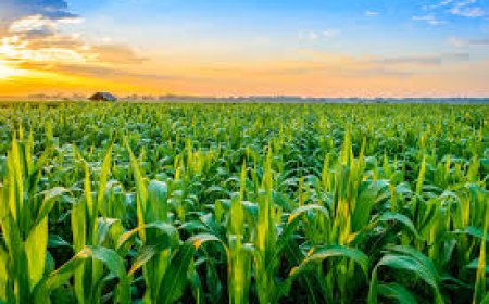 “The Agro-Loan Apocalypse: How Urea at $838/Ton Killed Africa’s Fintech Lenders”