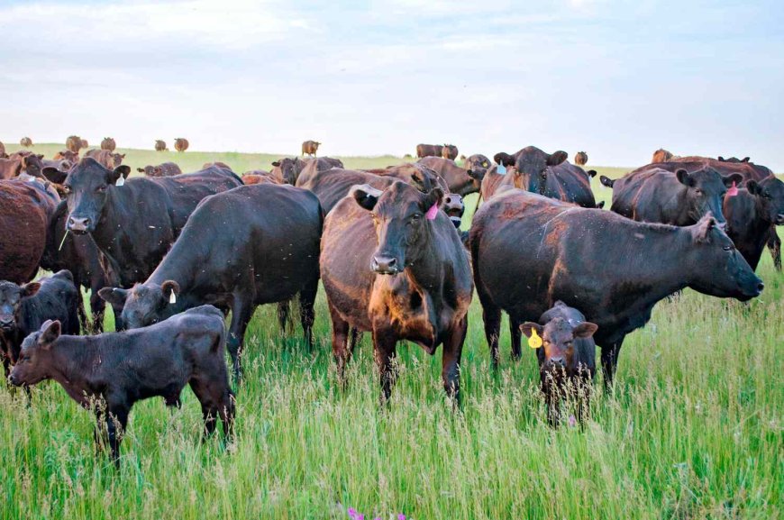 GLOSTA Sciences Management Introduce Turnkey Livestock Management Technologies