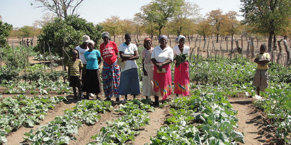 UNDP Zimbabwe Reports Gains in Market Access and Climate Resilience for Southern Farmers
