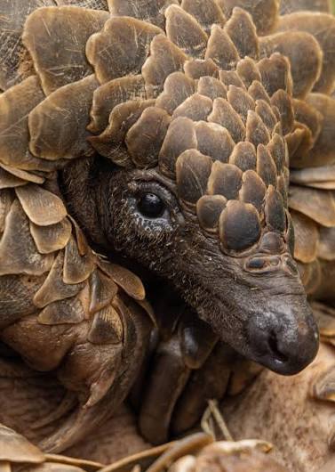 Algorithmic Autocracy: Has Zimbabwe’s Project Pangolin Institutionalised State Surveillance