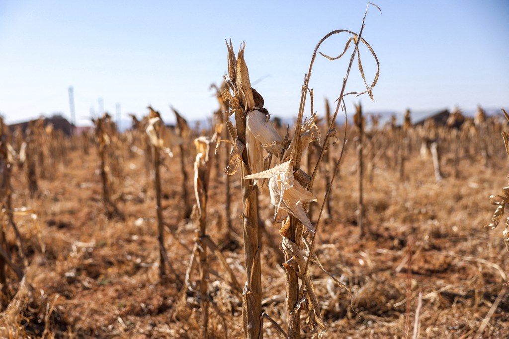 Africa - El Niño threatens agricultural production and food security across the continent; Food and Agriculture Organization of the United Nations (FAO) advocates for timely anticipatory action