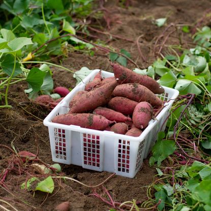 Sweet Potatoes Power Zaka’s Rural Economic Transformation