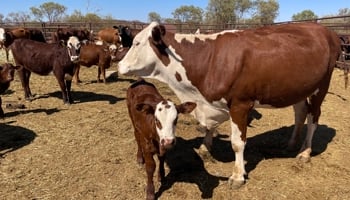 Government Intensifies Livestock Shield as Masvingo Moves Ahead of Drought