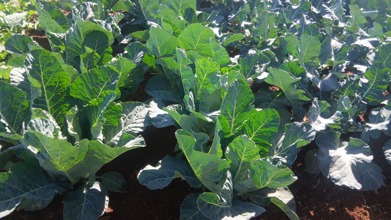Advanced Preparations Underway for 116th Zimbabwe Agricultural Show