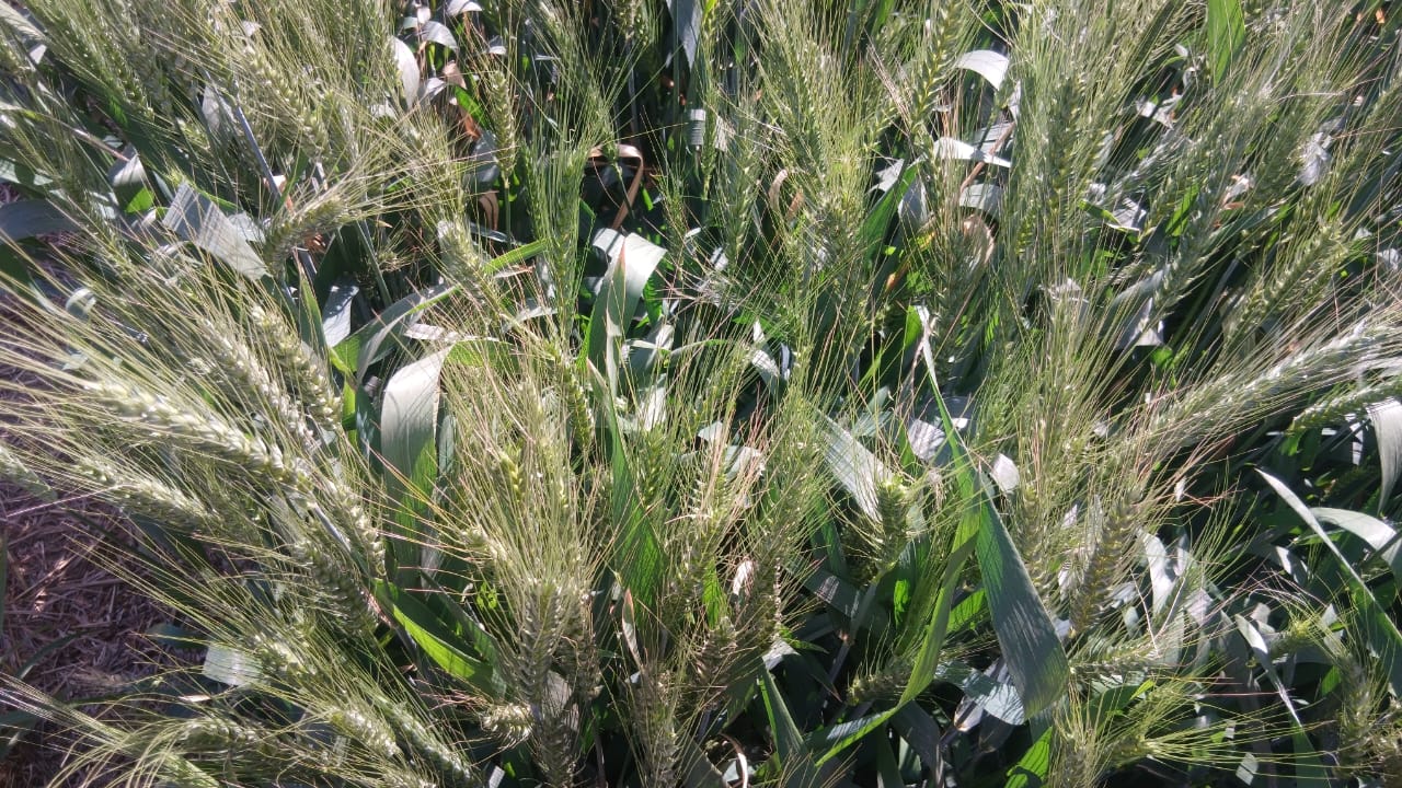 ZAS Programme Puts Agribusiness, Food Security and Livestock Growth on Agenda