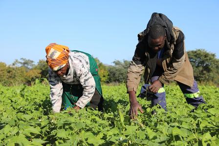 Farai Irrigation Scheme Ushers in a New Era for Farming Families