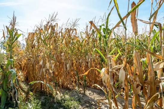 Partnering for Resilience and Sustainable Development in Zimbabwe: Climate Resilience, Inclusion, Strategic Partnerships, Development Financing